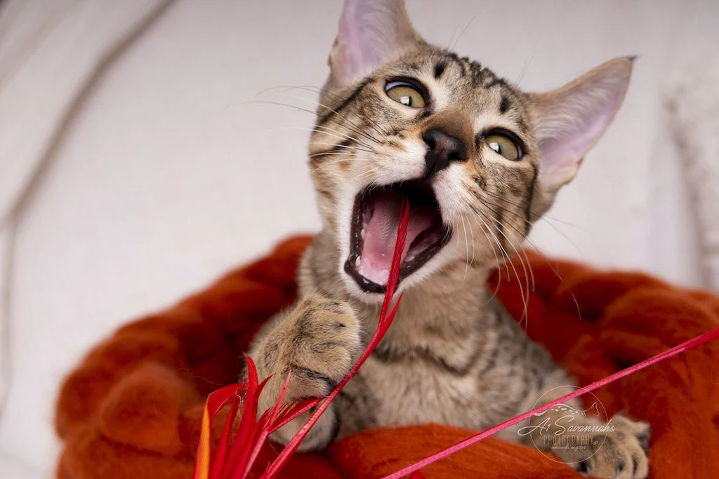 A1Savannahs F6 SBT Savannah Kitten Female Reesa can't get enough of her merino wool cat bed