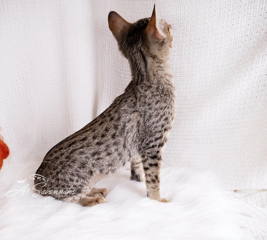 A1Savannahs F6 SBT Savannah Mari