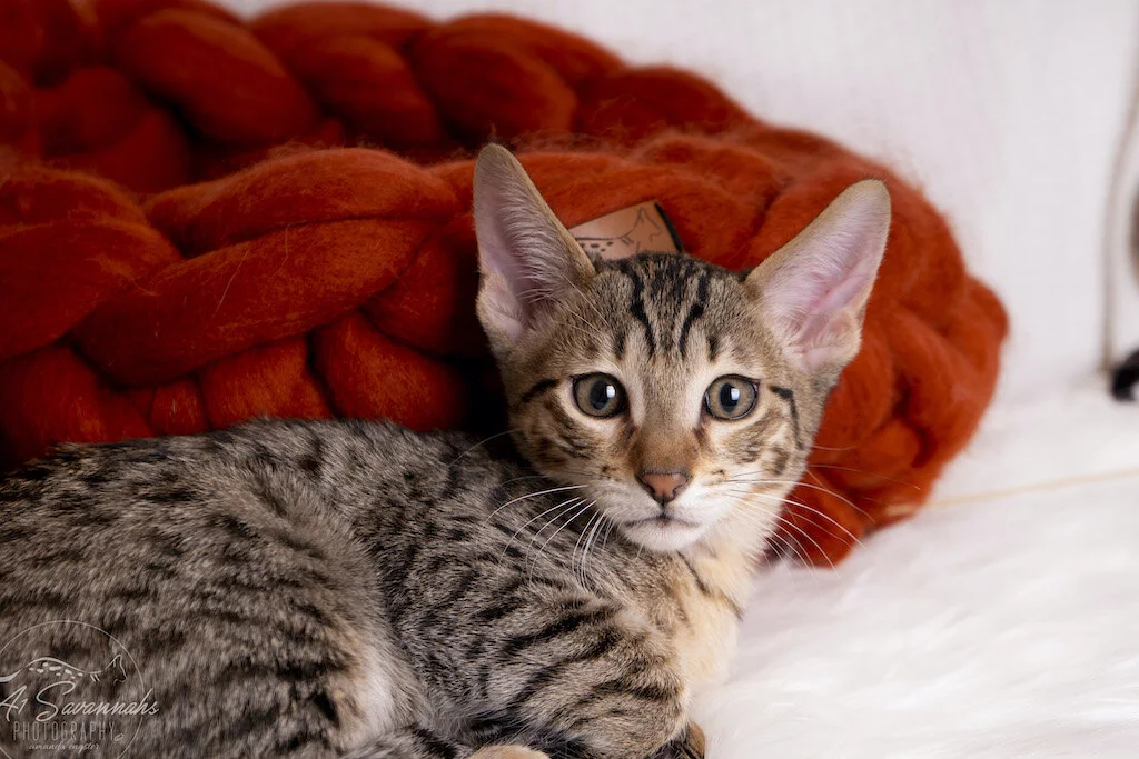 A1Savannahs F56 SBT Savannah Male Kitten Marshall has a nice golden coat and dark spots