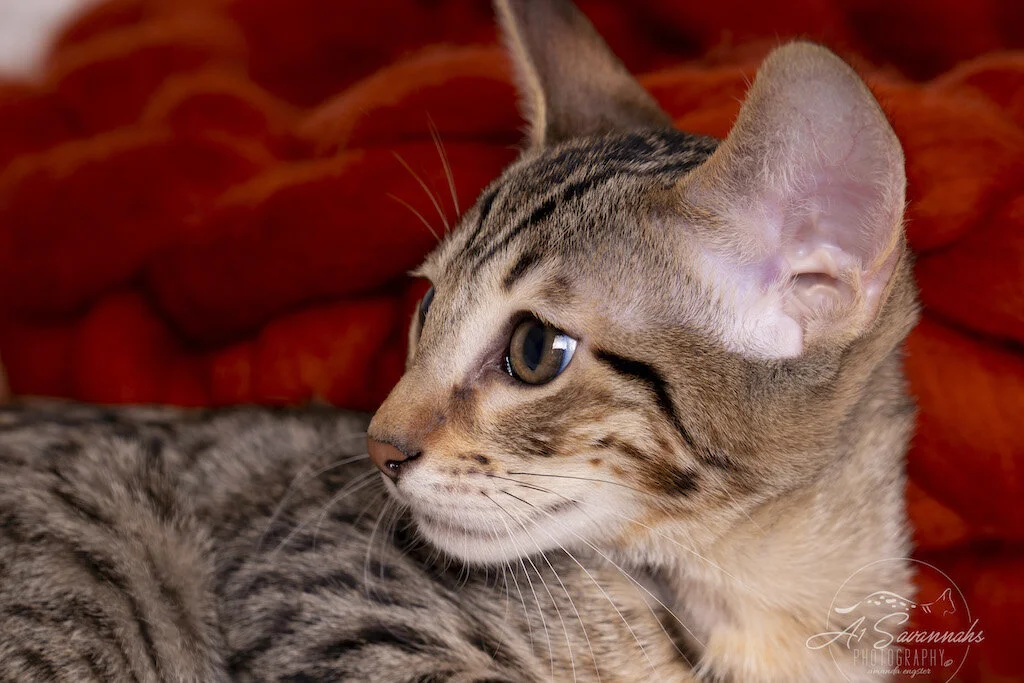 A1Savannahs F56 SBT Savannah Male Kitten Marshall has a nice golden coat and pretty facial markings