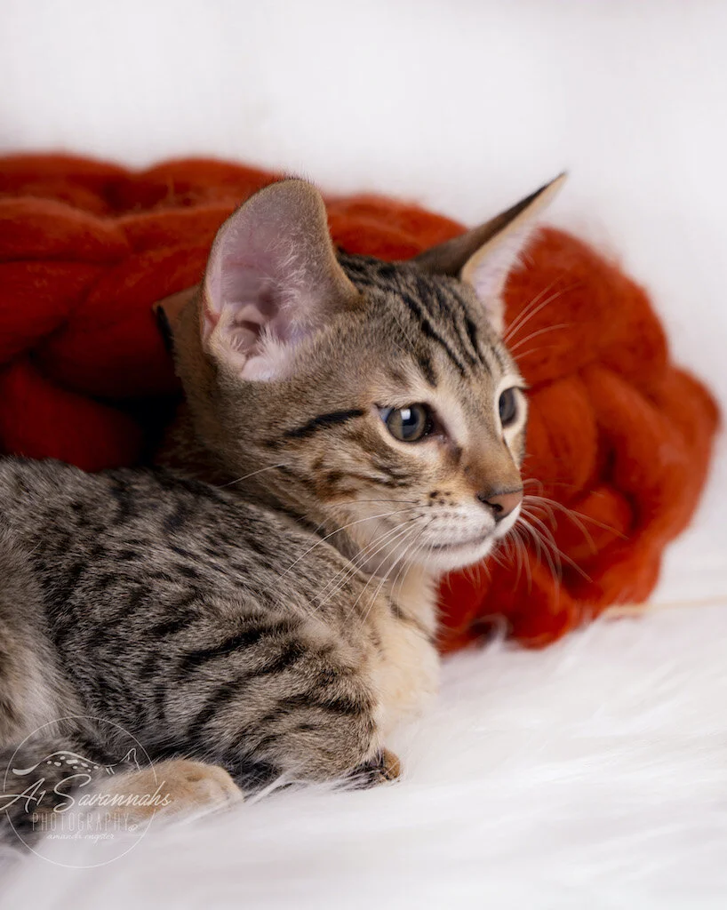 A1Savannahs F56 SBT Savannah Male Kitten Marshall has a nice golden coat and dark spots