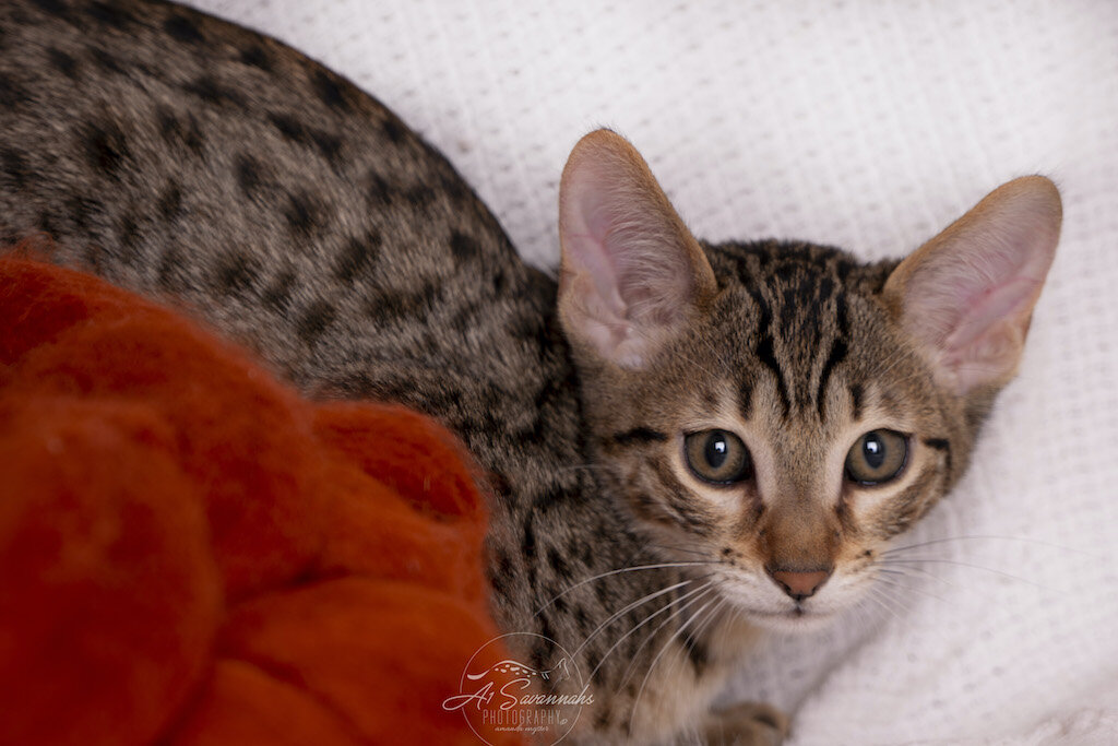 A1Savannahs F56 SBT Savannah Male Kitten Marshall has a nice golden coat and dark spots