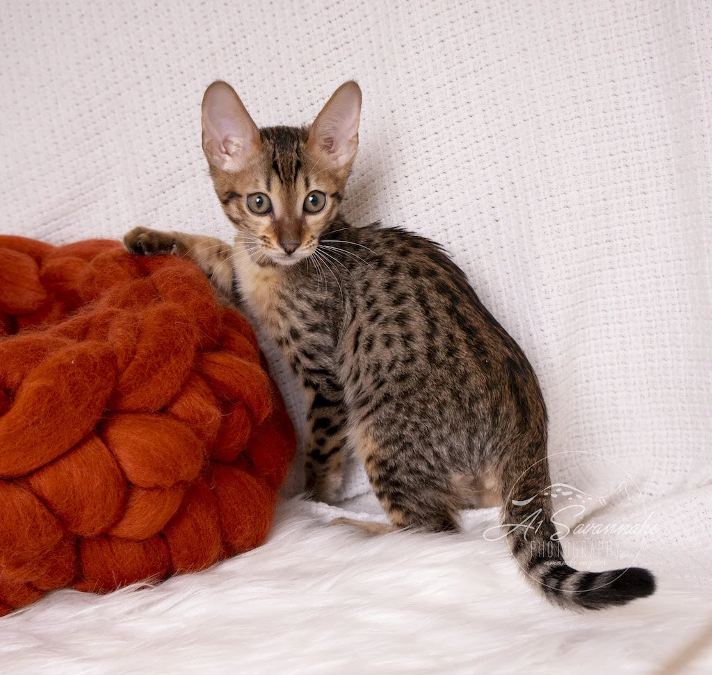 A1Savannahs F6 SBT Male Savannah Kitten Mylo