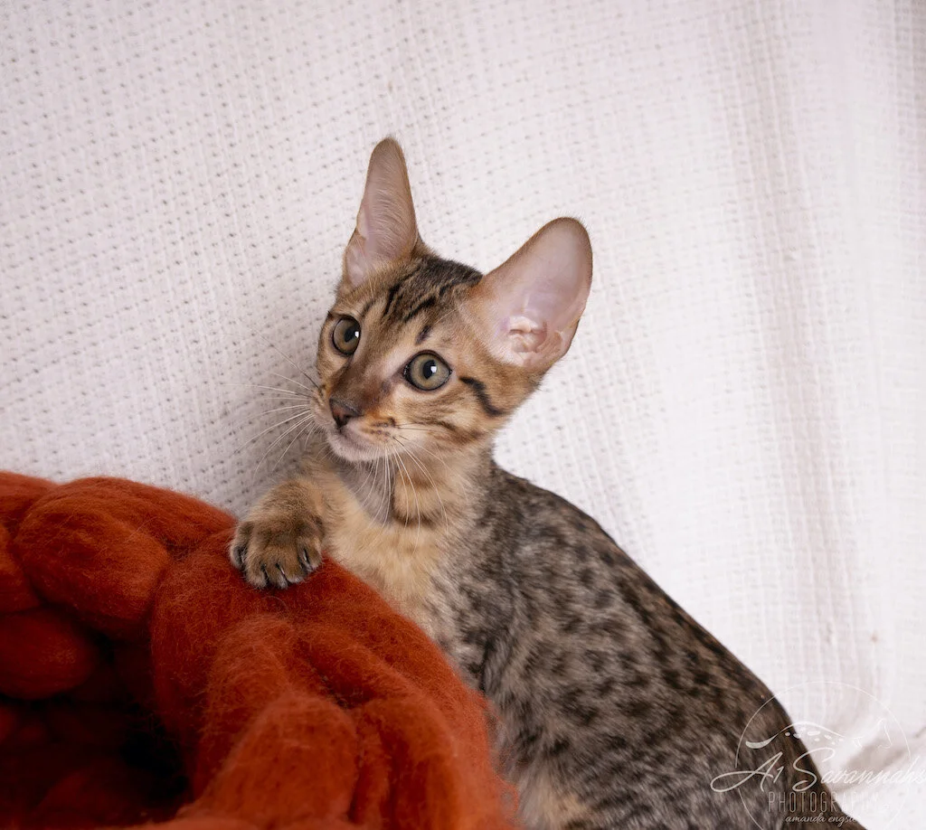 A1Savannahs F6 SBT Male Savannah Kitten Mylo