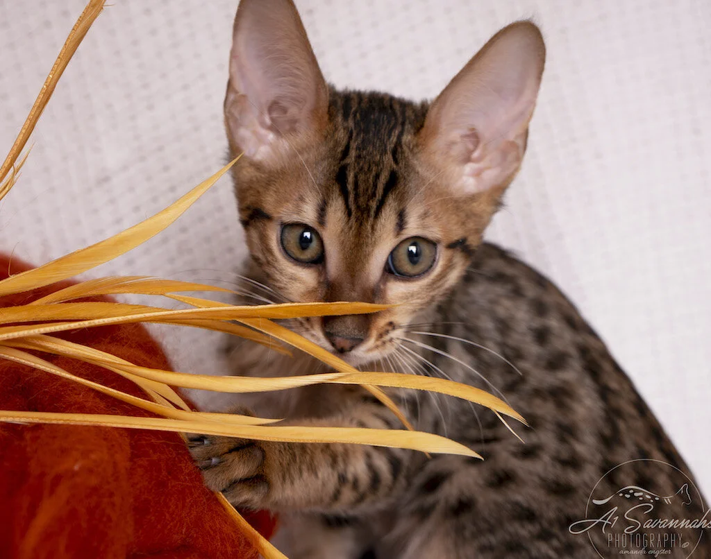 A1Savannahs F6 SBT Male Savannah Kitten Mylo