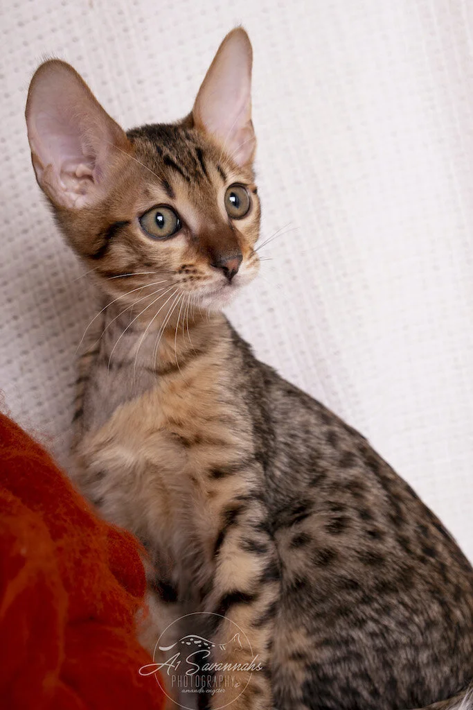 A1Savannahs F6 SBT Male Savannah Kitten Mylo