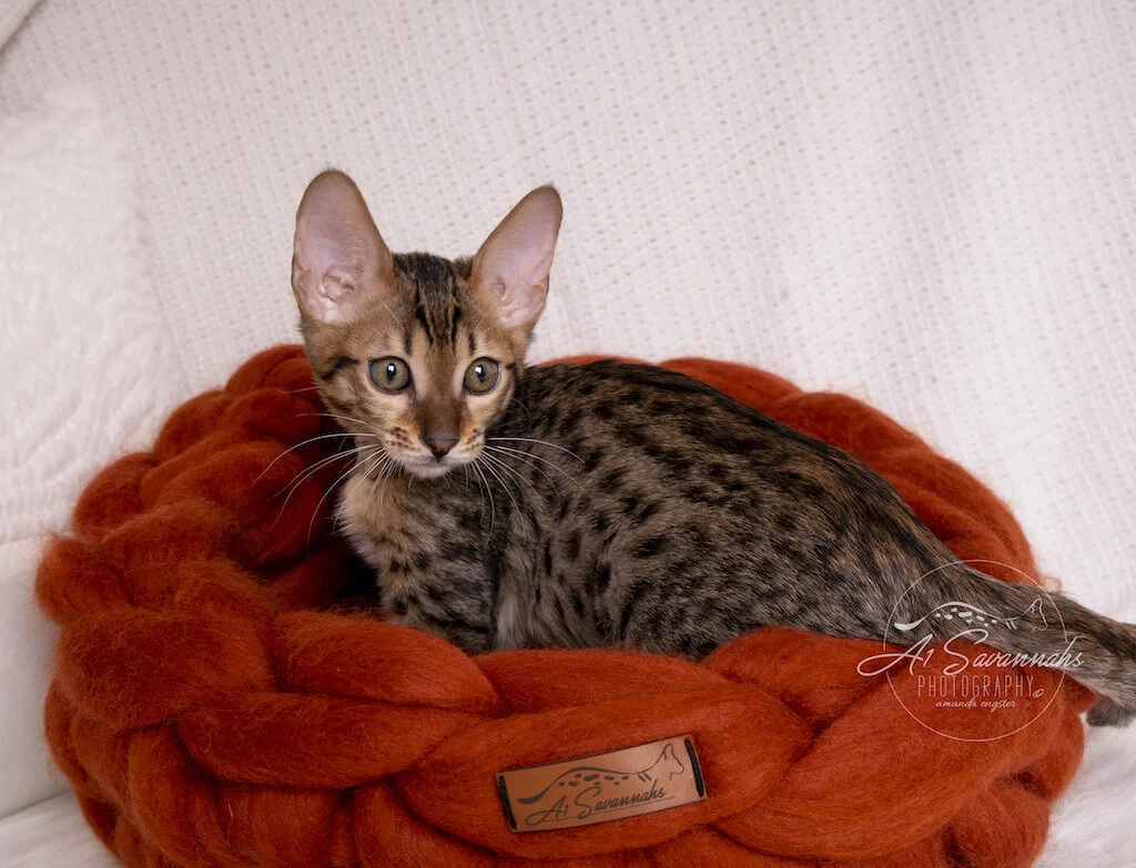 A1Savannahs F6 SBT Male Savannah Kitten Mylo