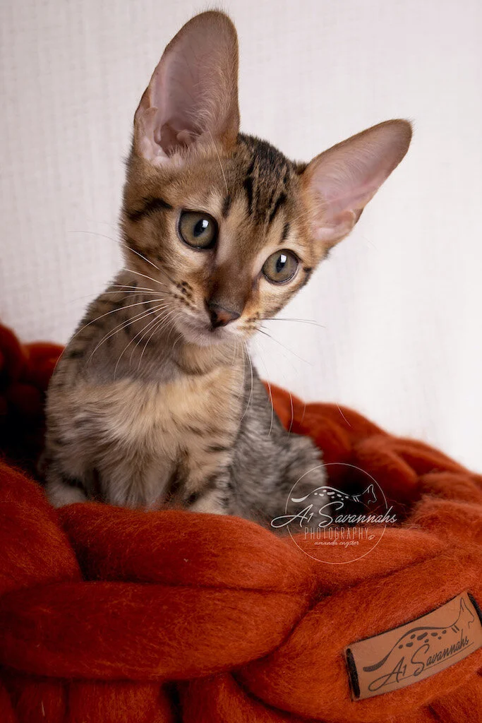 A1Savannahs F6 SBT Male Savannah Kitten Mylo