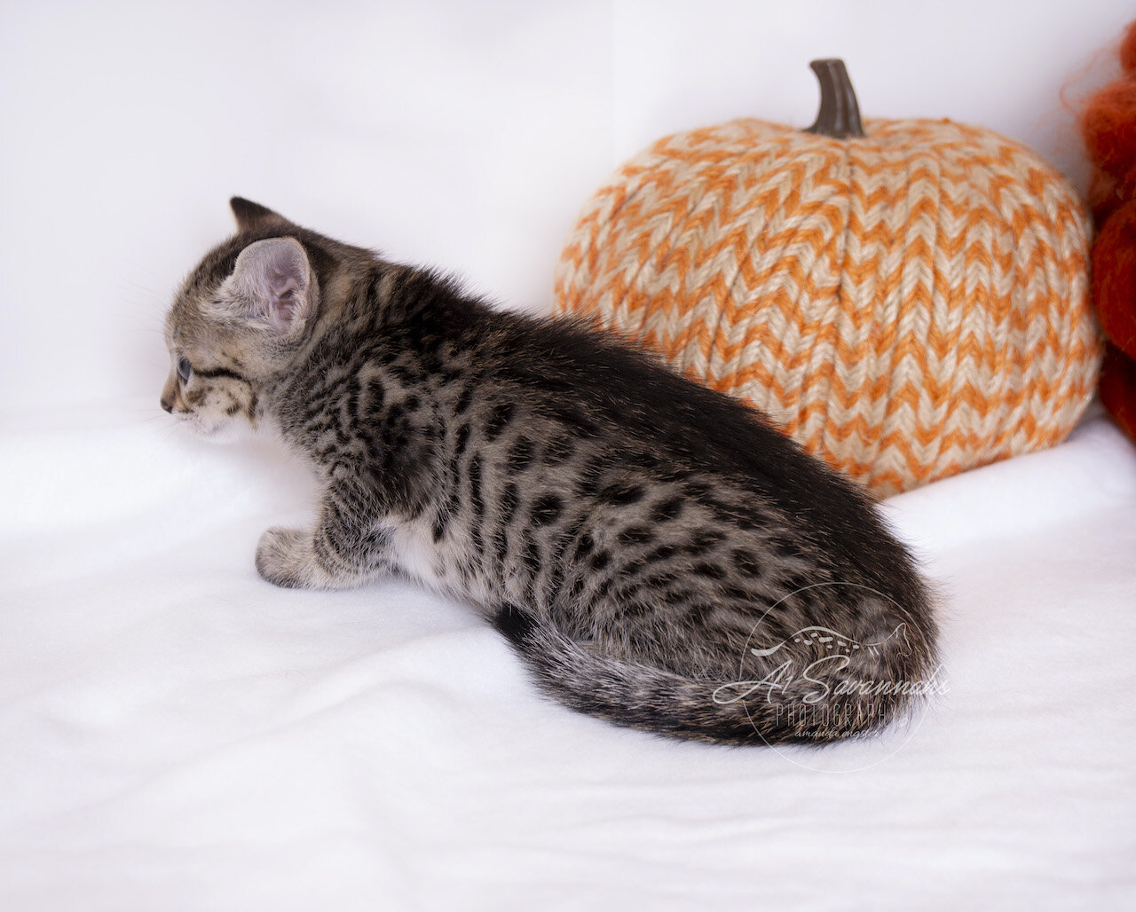 A1Savannahs F3 Savannah Kitten Female Tia