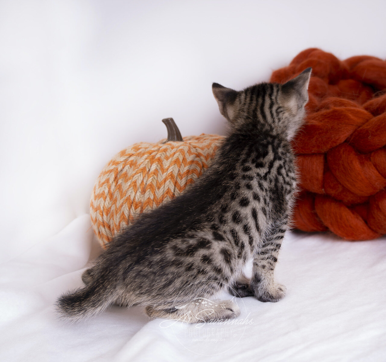 A1Savannahs F3 Savannah Kitten Female Tia