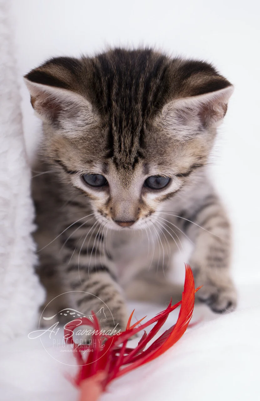 A1Savannahs F3 Savannah Kitten Female Tia