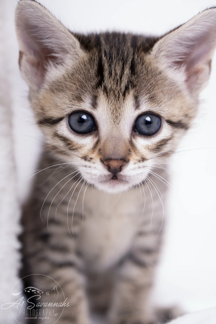 A1Savannahs F3 Savannah Kitten Female Tia