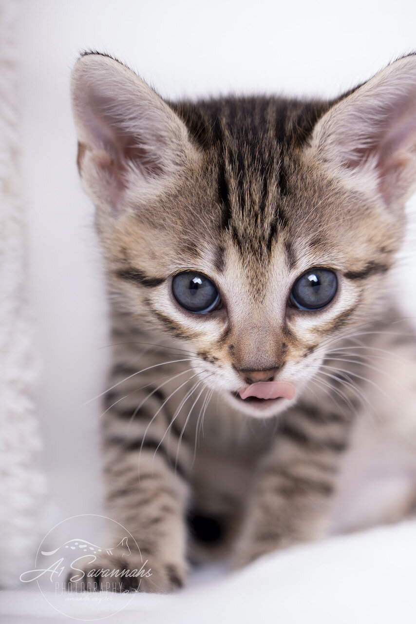 A1Savannahs F3 Savannah Kitten Female Tia