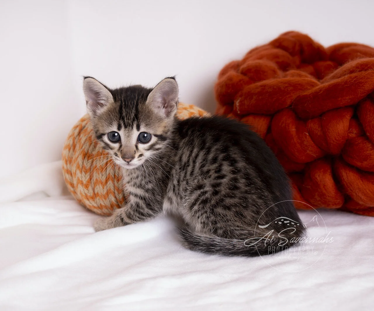 A1Savannahs F3 Savannah Female Tinsley is an adorable Savannah Kitten