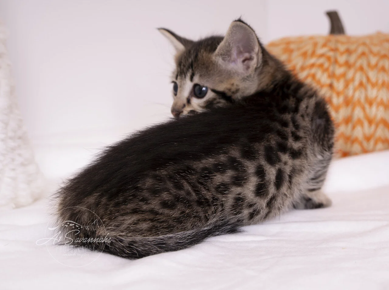A1Savannahs F3 Savannah Female Tinsley is an adorable Savannah Kitten with big spots