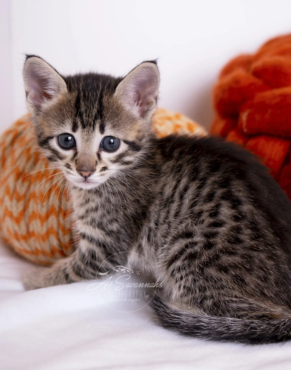 A1Savannahs F3 Savannah Female Tinsley is an adorable Savannah Kitten