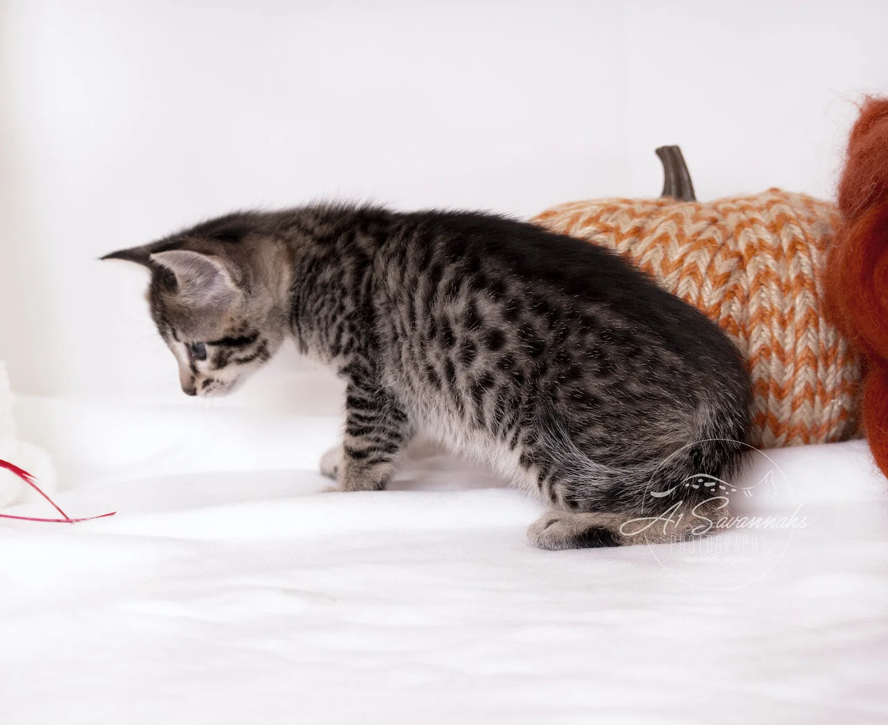A1Savannahs F3 Savannah Female Tinsley is an adorable Savannah Kitten
