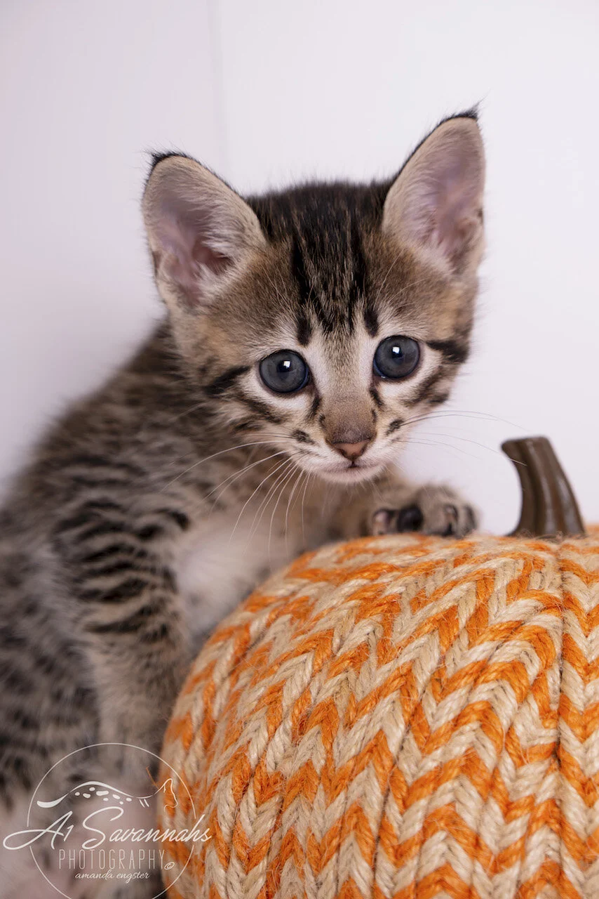 A1Savannahs F3 Savannah Female Tinsley is an adorable Savannah Kitten