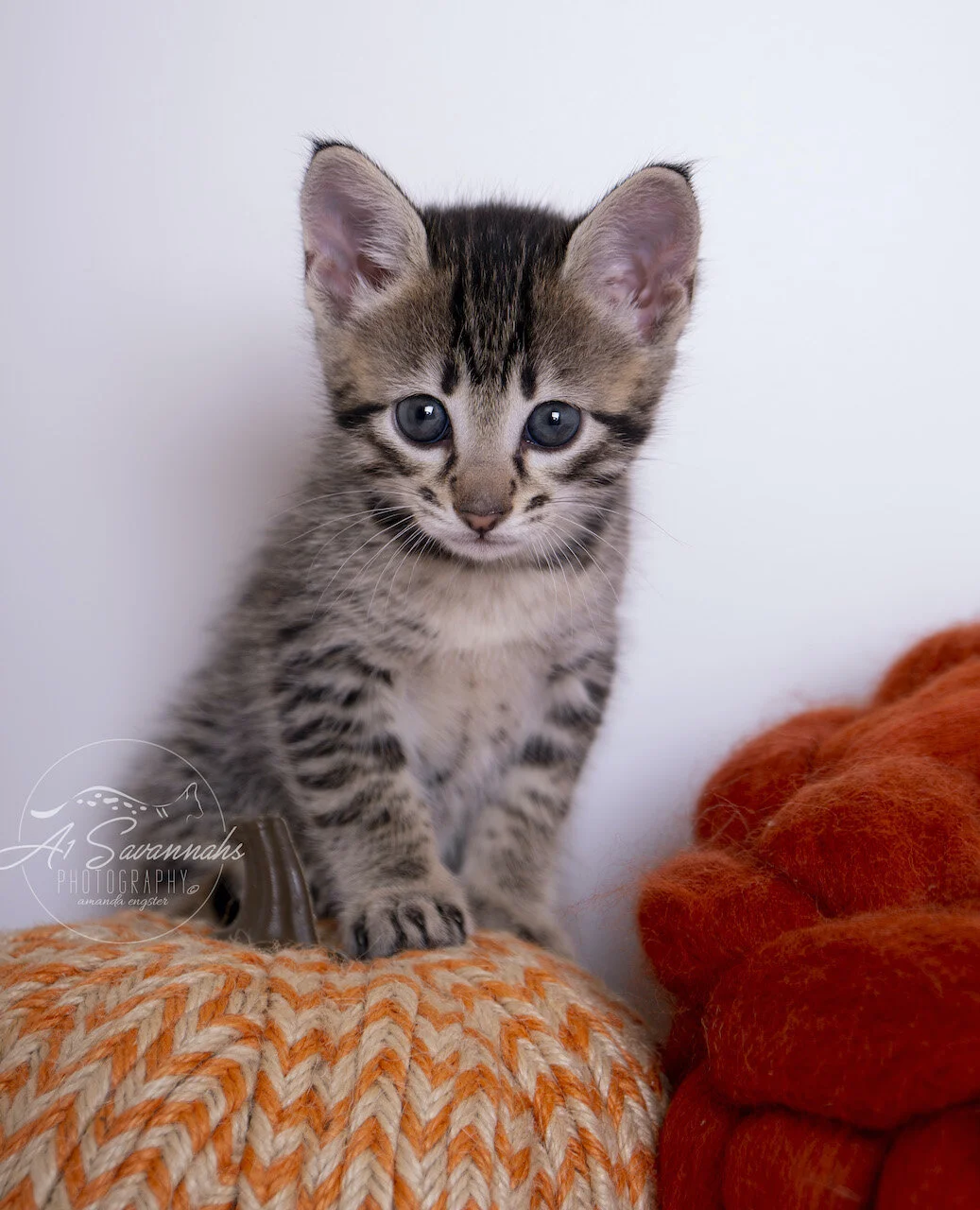 A1Savannahs F3 Savannah Female Tinsley is an adorable Savannah Kitten with big ears