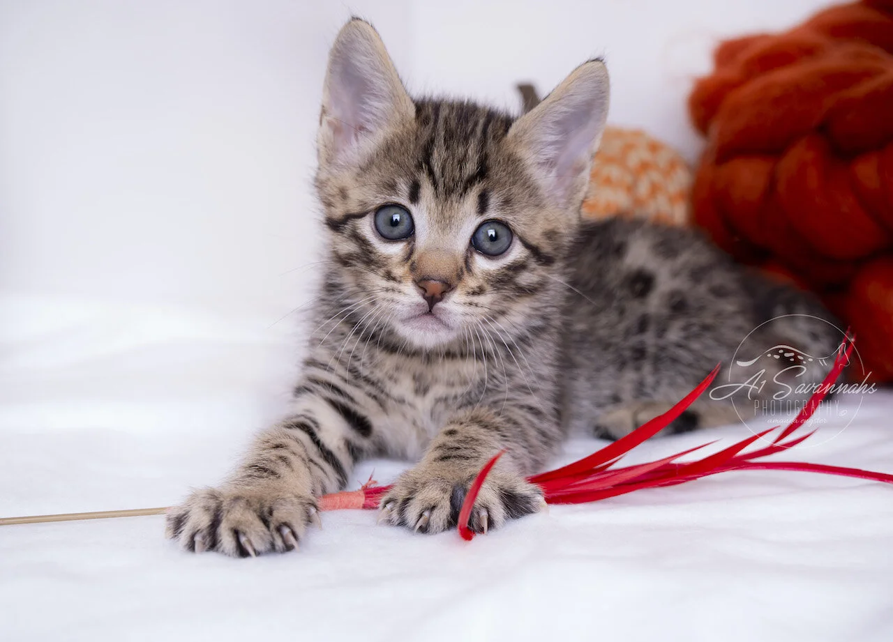 A1Savannahs Thatcher is an F3 Savannah male kitten