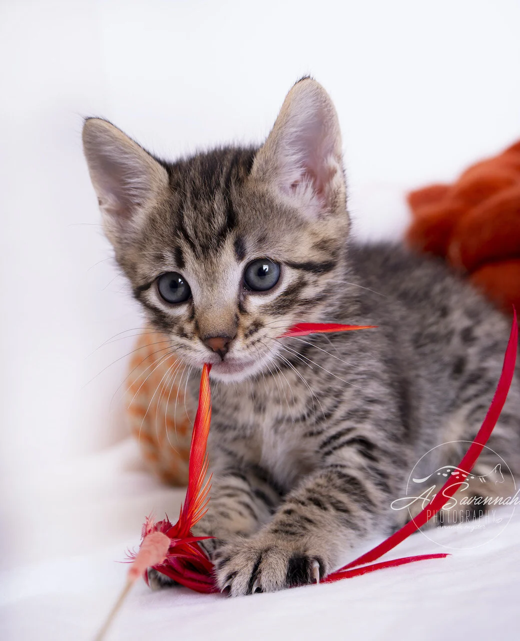A1Savannahs Thatcher is an F3 Savannah male kitten that loves to play