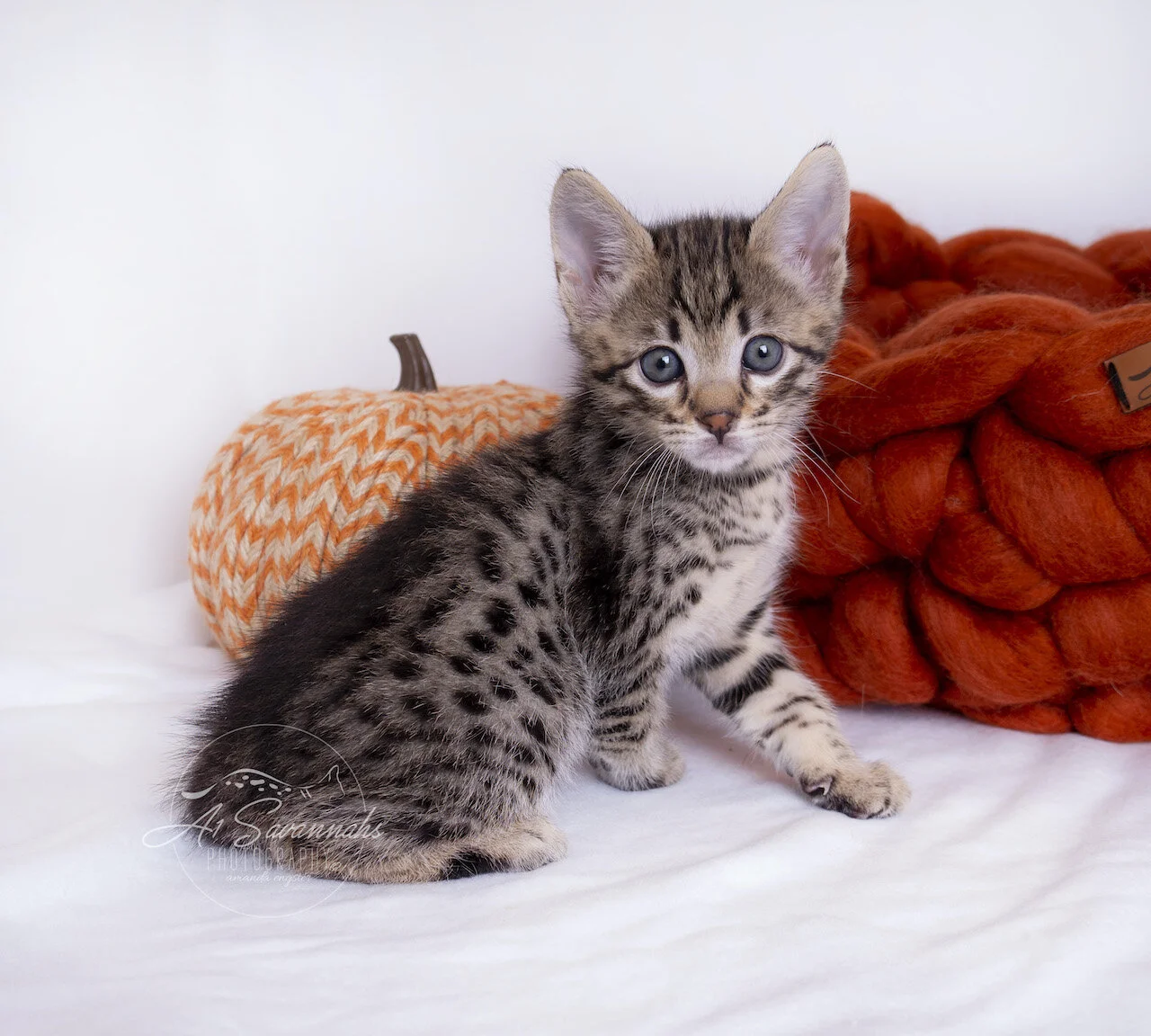 A1Savannahs Thatcher is an F3 Savannah male kitten posing for the camera