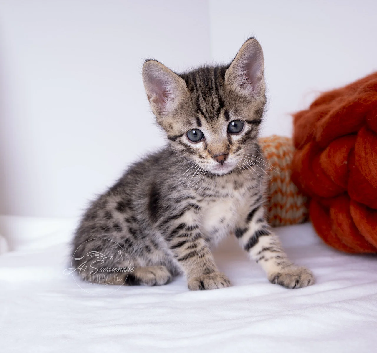 A1Savannahs Thatcher is an F3 Savannah male kitten