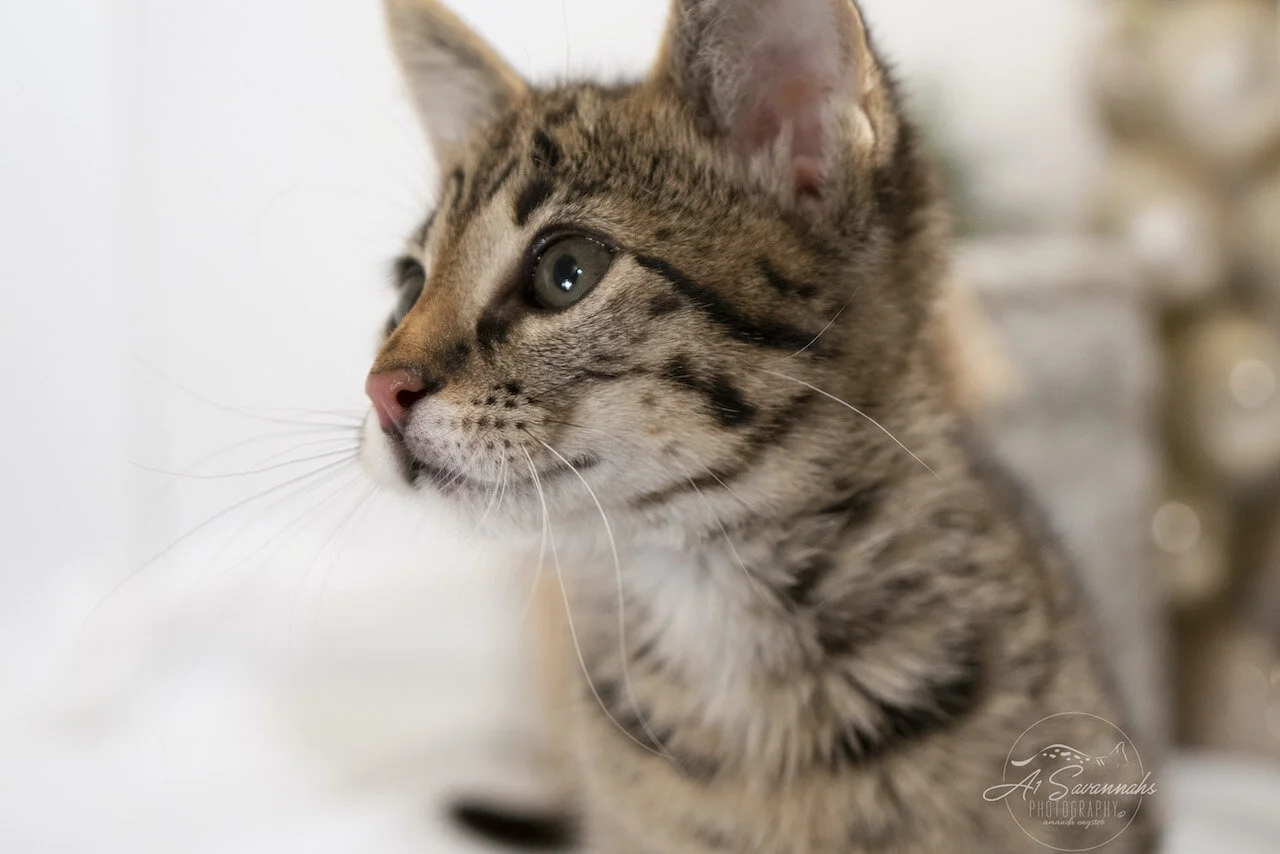 A1Savannahs F2 Savannah Male  F2 Kitten Noel - Now Available 
