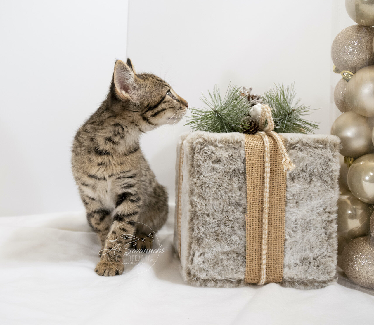 A1Savannahs F2 Savannah male Kitten Noel - Now Available 