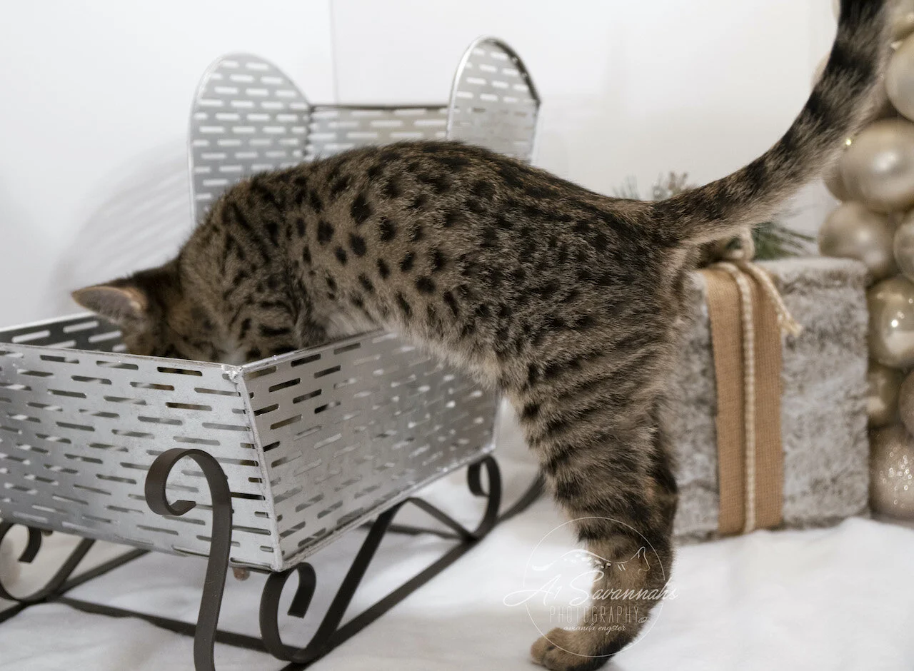 A1Savannahs F2 Savannah Male  F2 Kitten Noel - Now Available 