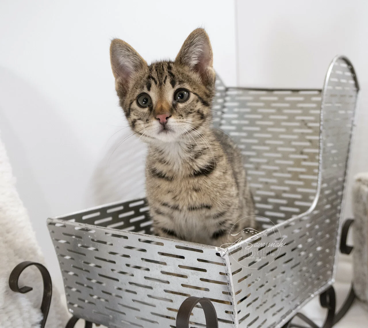A1Savannahs F2 Savannah Male  F2 Kitten Noel - Now Available 