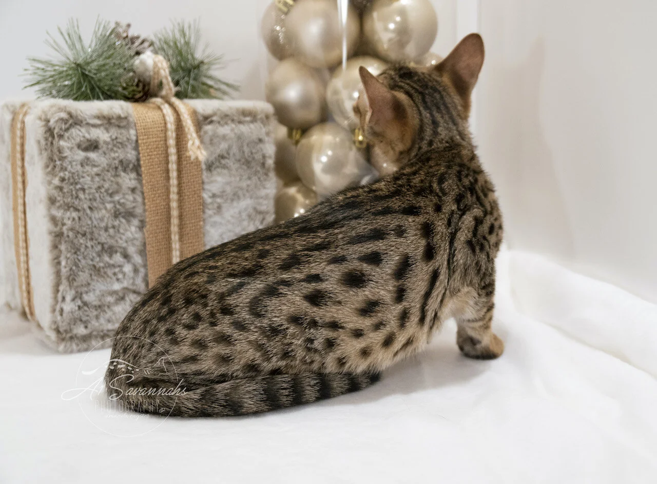 F6 SBT Savannah Male Kitten Dancer is From A1Savannahs The Original Founder of the Savannah Cat Breed