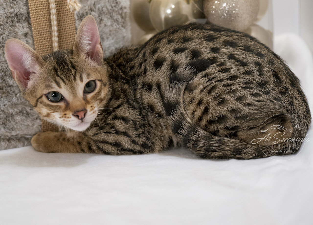 F6 SBT Savannah Male Kitten Dancer is From A1Savannahs The Original Founder of the Savannah Cat Breed