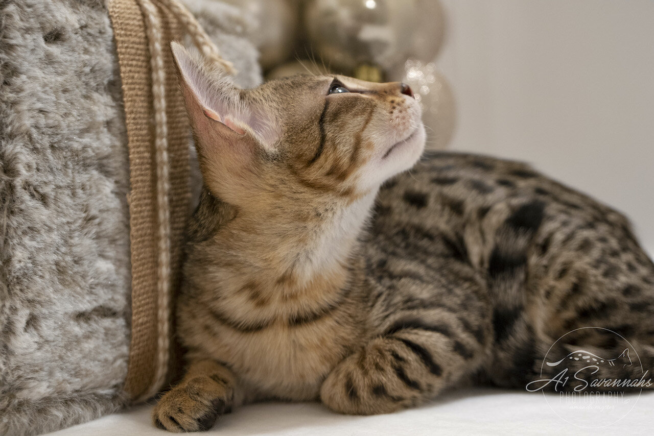 F6 SBT Savannah Male Kitten Dancer is From A1Savannahs The Original Founder of the Savannah Cat Breed