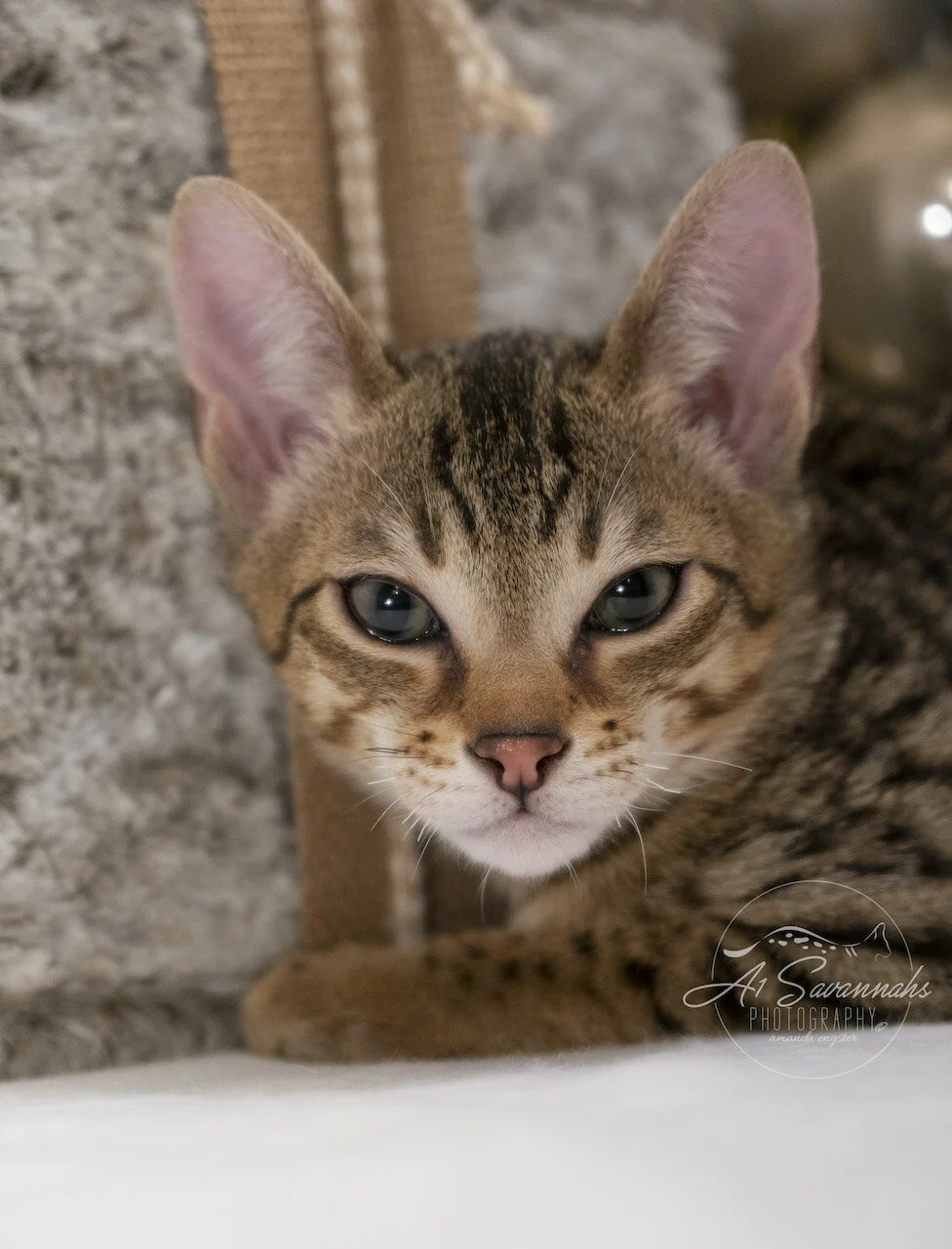 F6 SBT Savannah Male Kitten Dancer is From A1Savannahs The Original Founder of the Savannah Cat Breed