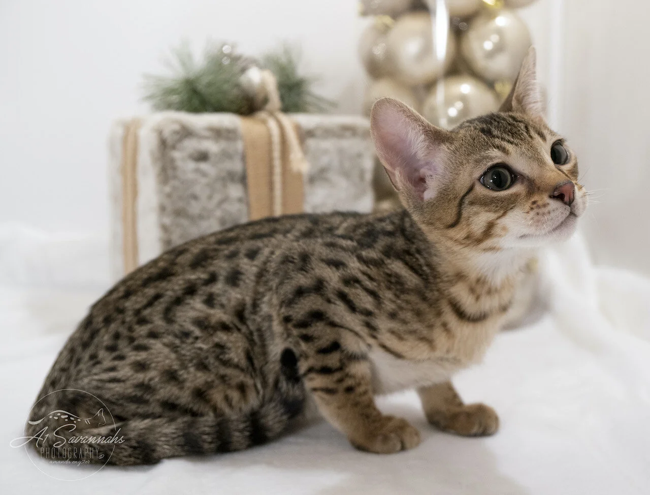 F6 SBT Savannah Male Kitten Dancer is From A1Savannahs The Original Founder of the Savannah Cat Breed