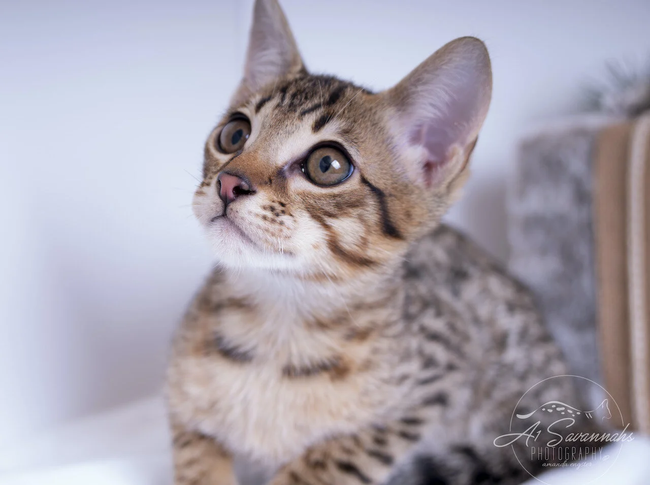 A1Savannahs F6 ST Savannah Male Kitten Dasher with his exotic markings
