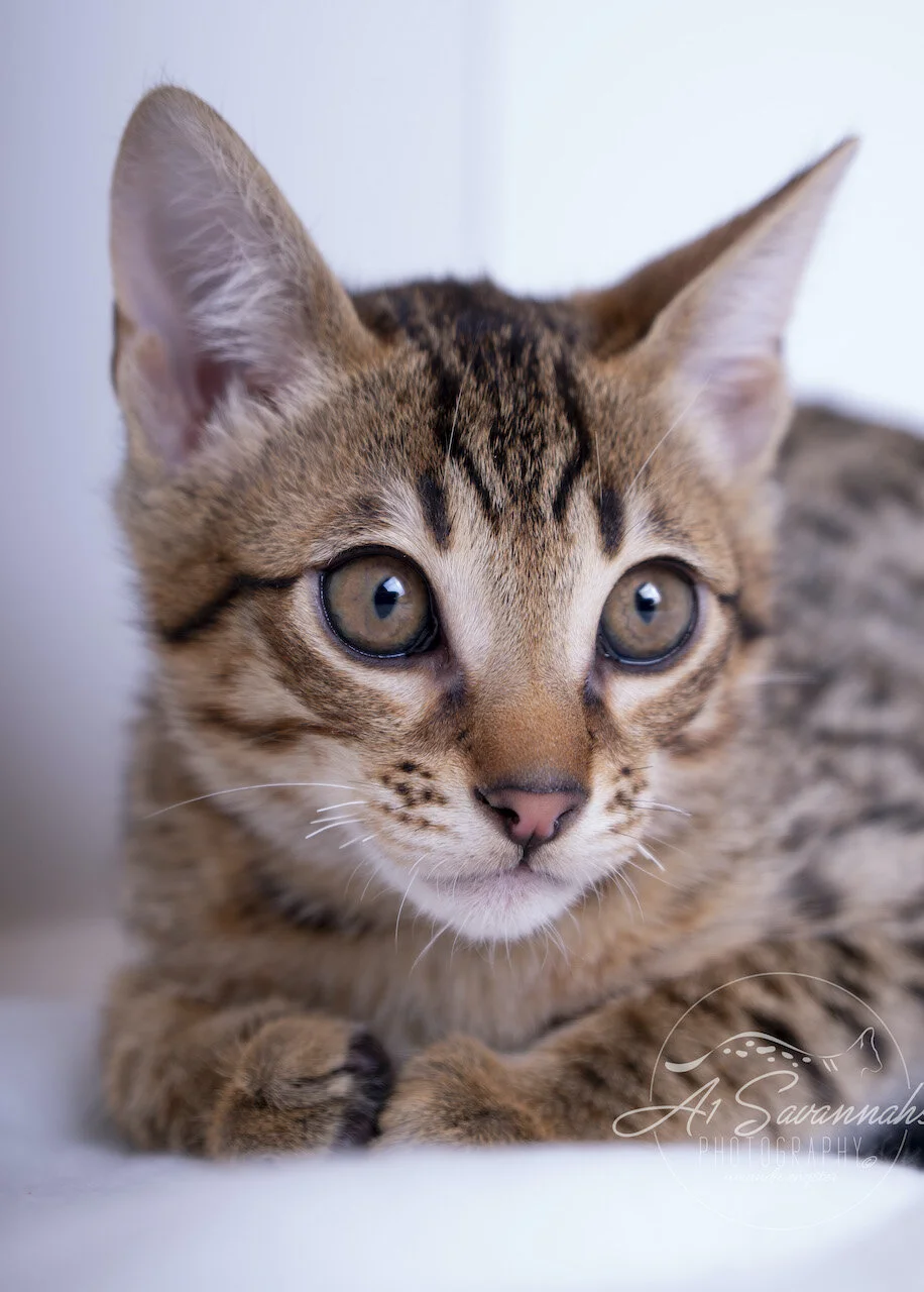 A1Savannahs F6 ST Savannah Male Kitten Dasher with his exotic markings