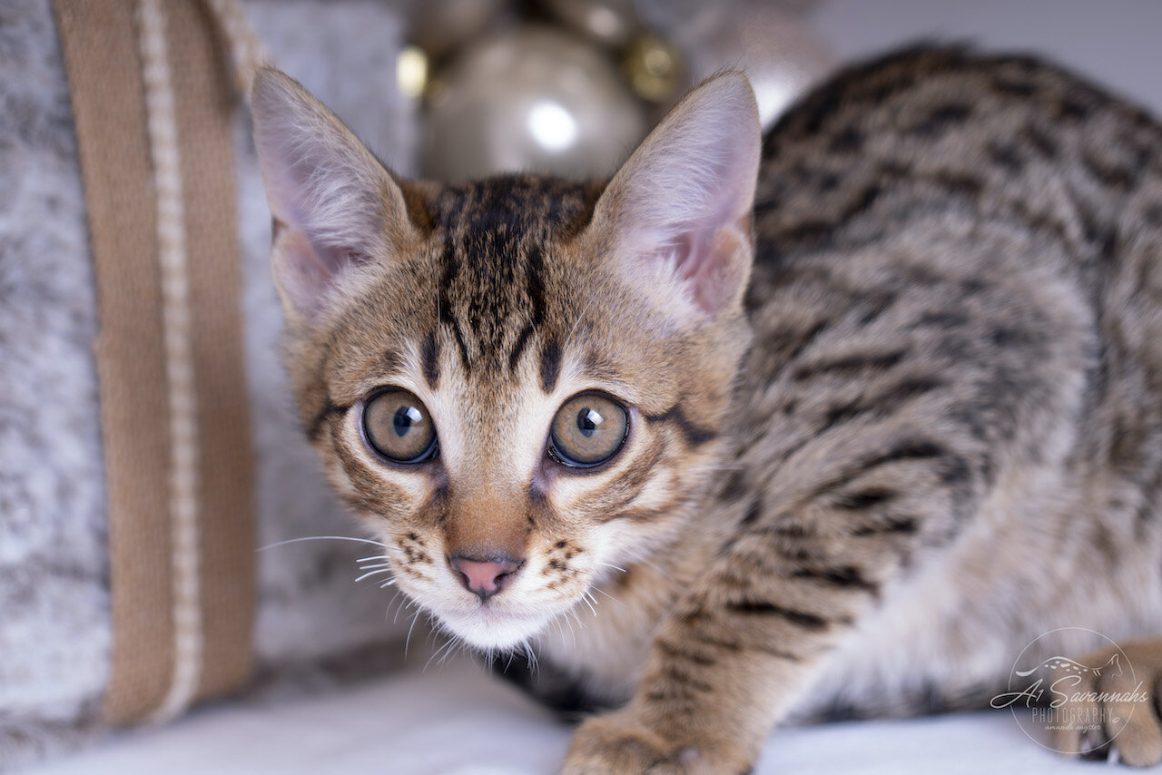 A1Savannahs F6 ST Savannah Male Kitten Dasher with his exotic markings