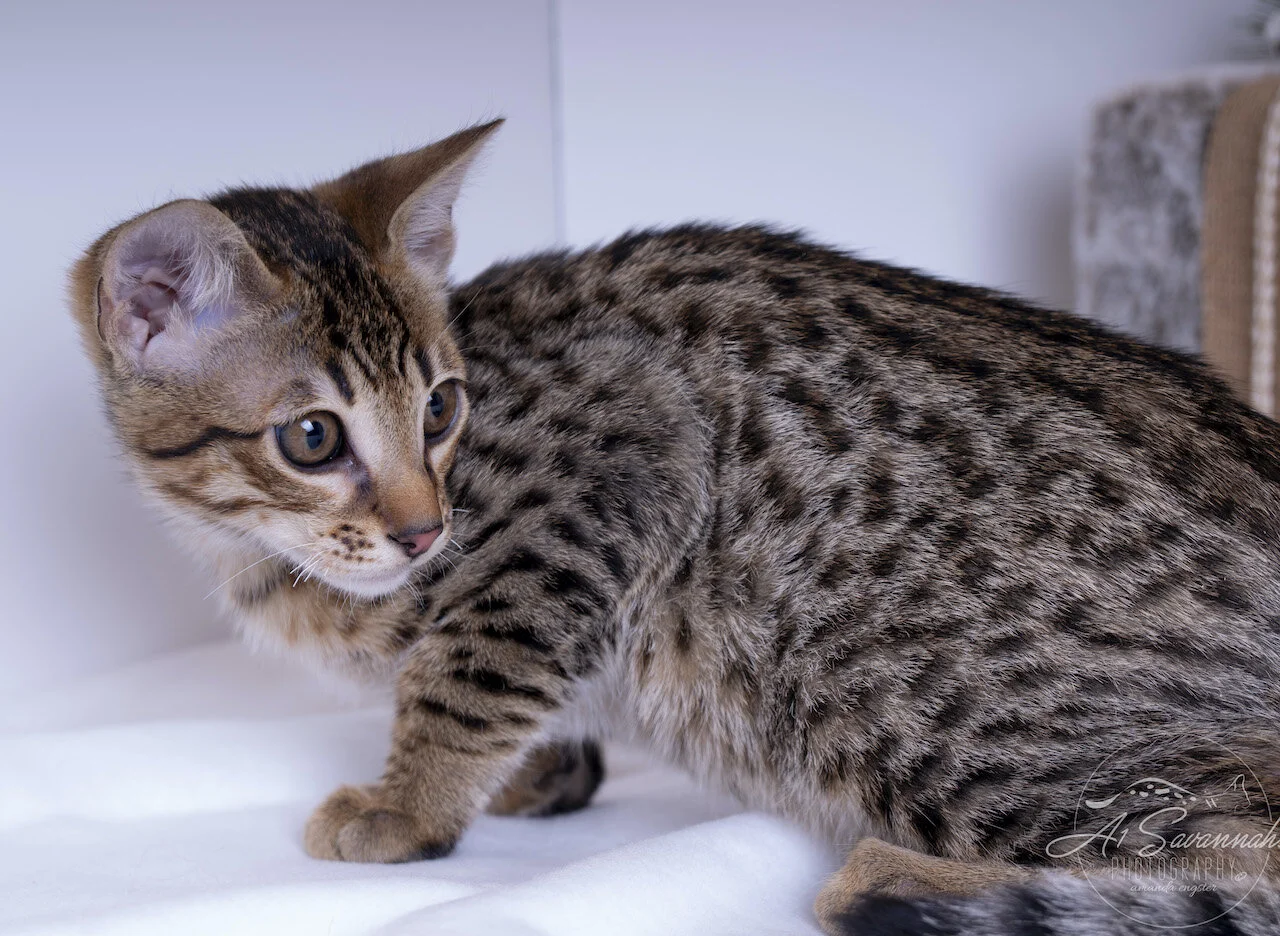 A1Savannahs F6 ST Savannah Male Kitten Dasher with his exotic markings