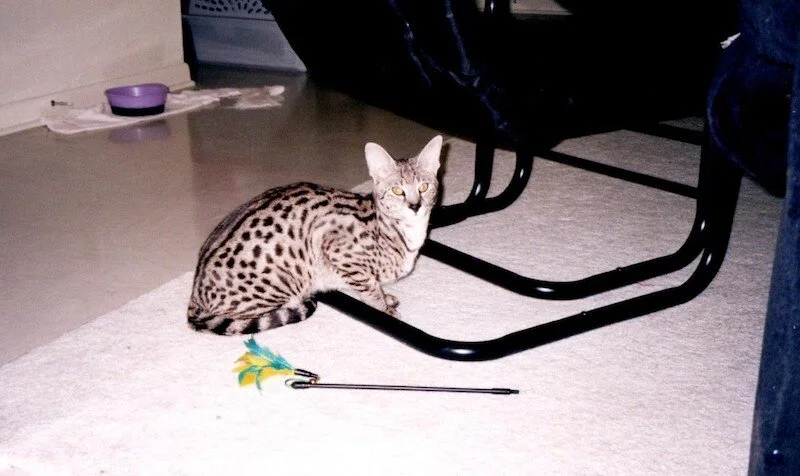 f1 savannah cat