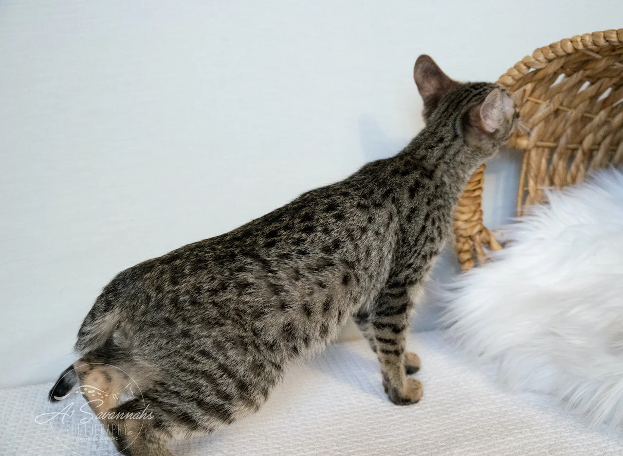 A1Savannahs F3 Male Savannah Kitten Thatcher is showing you his long body