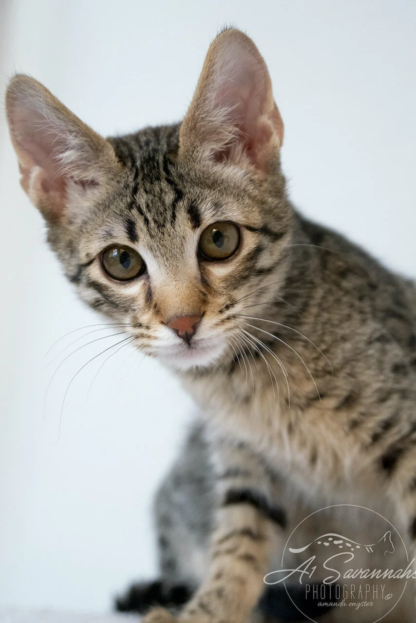 A1Savannahs F3 Male Savannah Kitten Thatcher looking into the camera