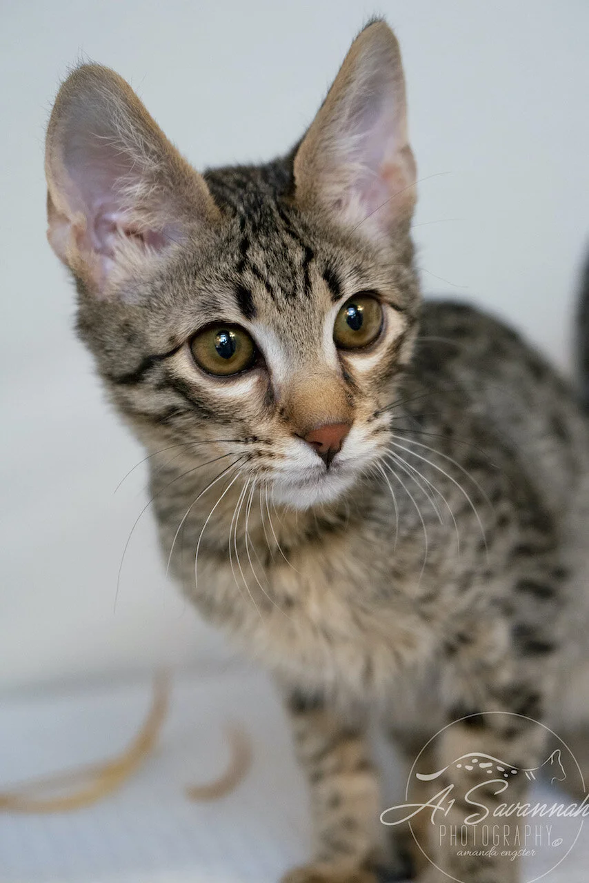 A1Savannahs F3 Male Savannah Kitten Thatcher 