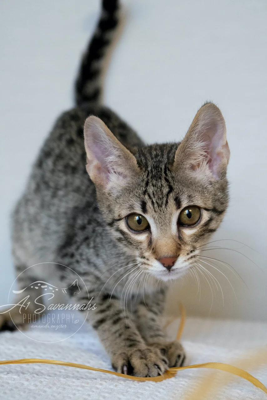 A1Savannahs F3 Male Savannah Kitten Thatcher