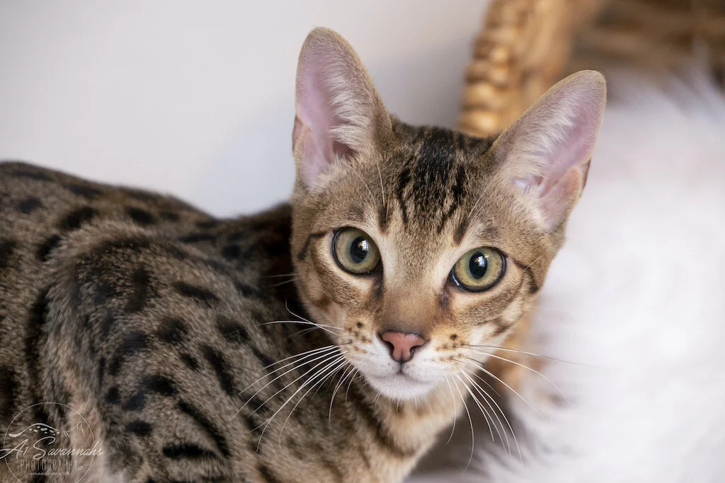 A1Savannahs F5 Savannah Male Kitten Dancer has a very exotic look