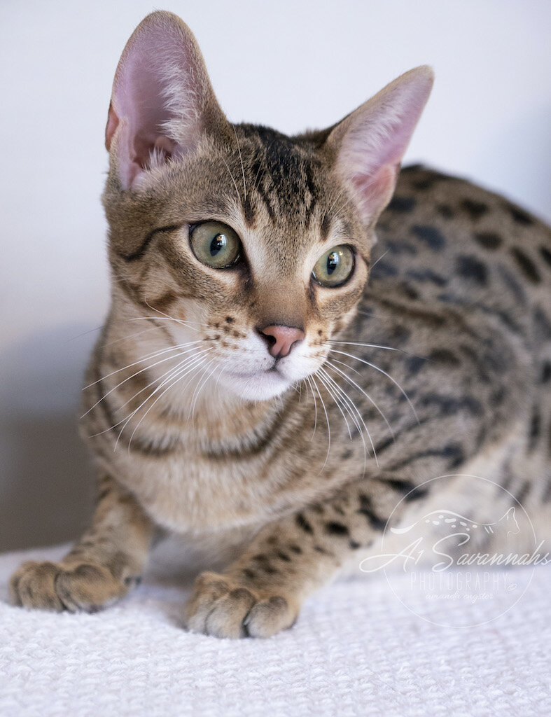 A1Savannahs F5 Savannah Male Kitten Dancer has an amazing spotted pattern