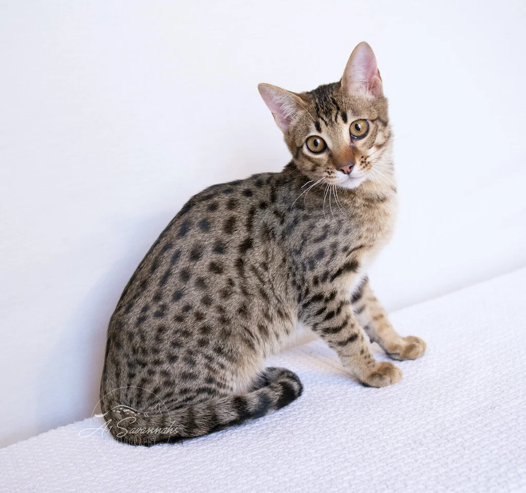 A1Savannahs Dasher is a F5 Savannah Male Kitten with a stunning coat