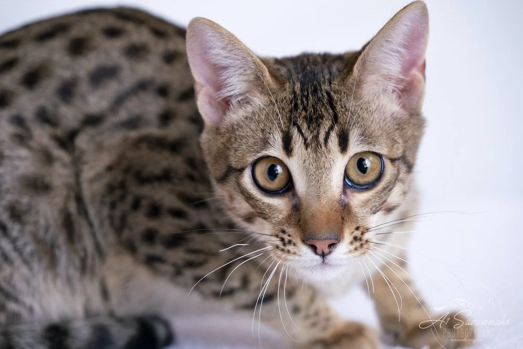 A1Savannahs Dasher is a F5 Savannah Male Kitten is ready to pounce