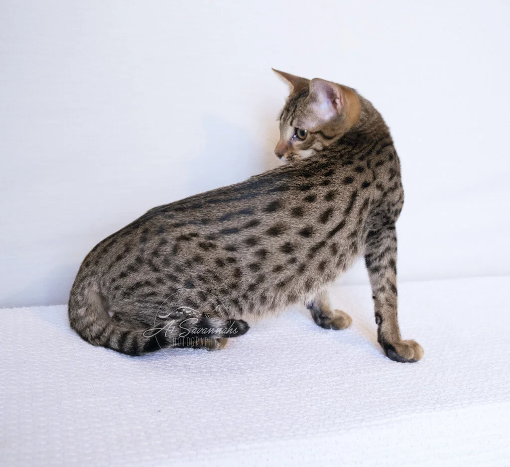 A1Savannahs Dasher is a F5 Savannah Male Kitten is showing off that spotted coat